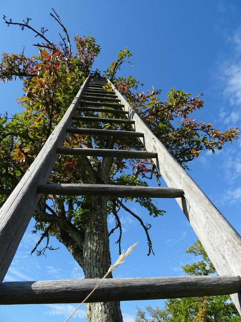 tree, nature, ladder, heaven, apple tree, happiness, career ladder, meditation